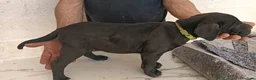 Cane Corso cani in vendita: Cuccioli di Cane Corso disponibili - Annuncio 10