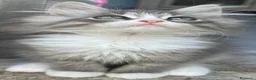 Siberiano gatti in vendita: cucciolo di gatto siberiano ipoallergico  - Annuncio 5