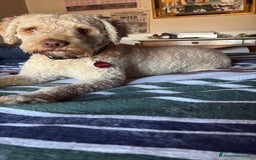 Lagotto cani per accoppiamento: Lagotto cerca fidanzata  a Provincia di Avellino - Immagine 1