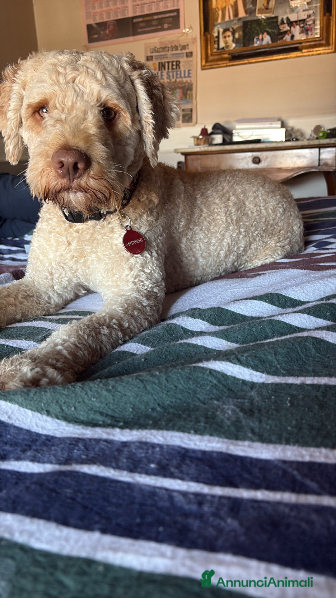 Lagotto cani per accoppiamento: Lagotto cerca fidanzata  a Provincia di Avellino - Immagine 1