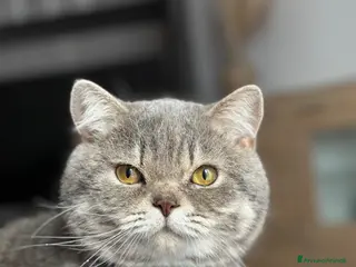 Scottish gatti Maschio Scottish Straight - Annuncio 22