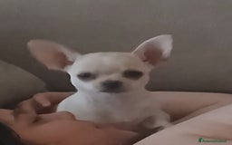 Chihuahua cani in vendita: Cucciolo chihuahua russo  a Città metropolitana di Catania - Immagine 3