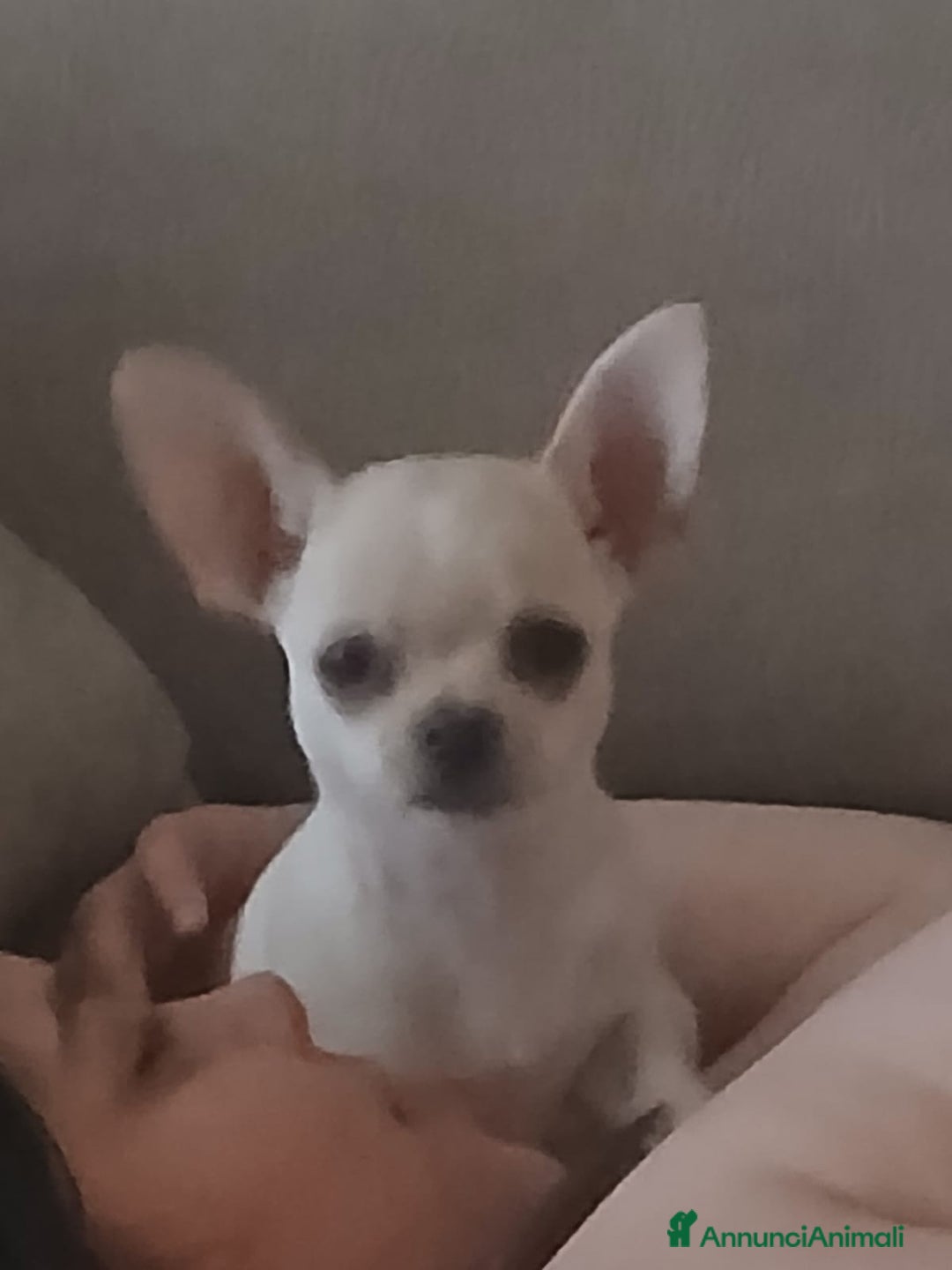 Chihuahua cani in vendita: Cucciolo chihuahua russo  a Città metropolitana di Catania - Immagine 3