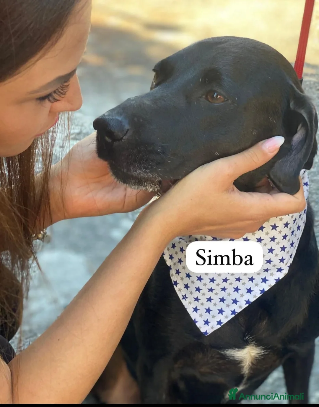 Meticcio cani in regalo: Simba 6anni nero kg16 MILANO SOS CASA - Annuncio 2