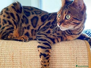 Bengala gatti Bellissimo maschio bengala per monta - Annuncio 25