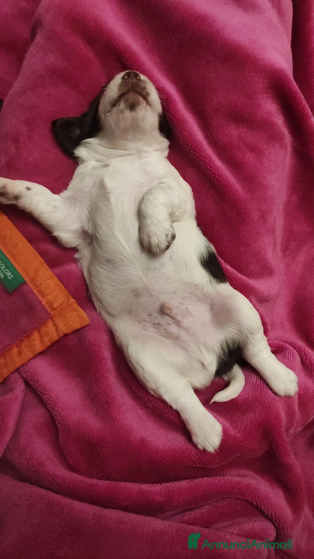 Springer Spaniel Inglese cani in vendita: Cuccioli Springer Spaniel Inglese a Città metropolitana di Roma Capitale - Annuncio 2