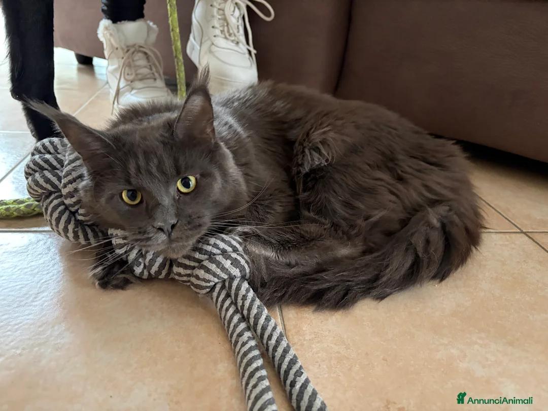 Immagine della galleria {{count}}