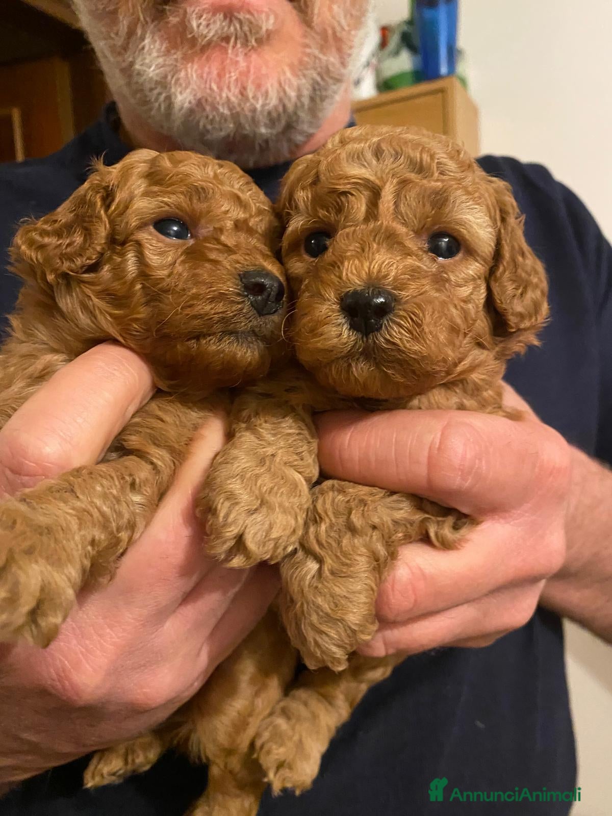 Barbone cani Barboncino pedigree ENCI  - Annuncio 2