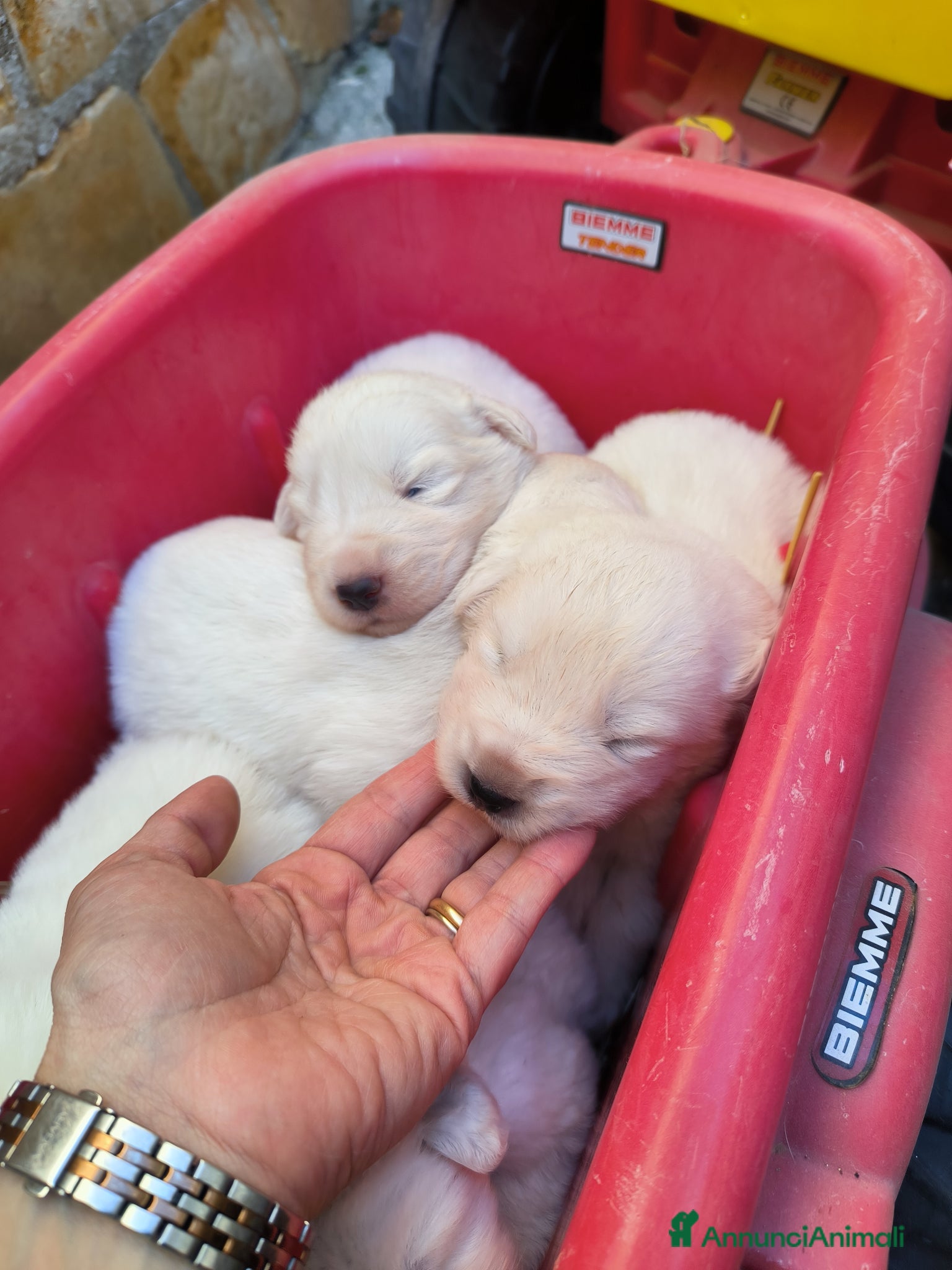 Pastore Abbruzzese Maremmano cani in vendita: Cucciolo di pastore maremmano abruzzese  a Città Metropolitana di Bari - Annuncio 3