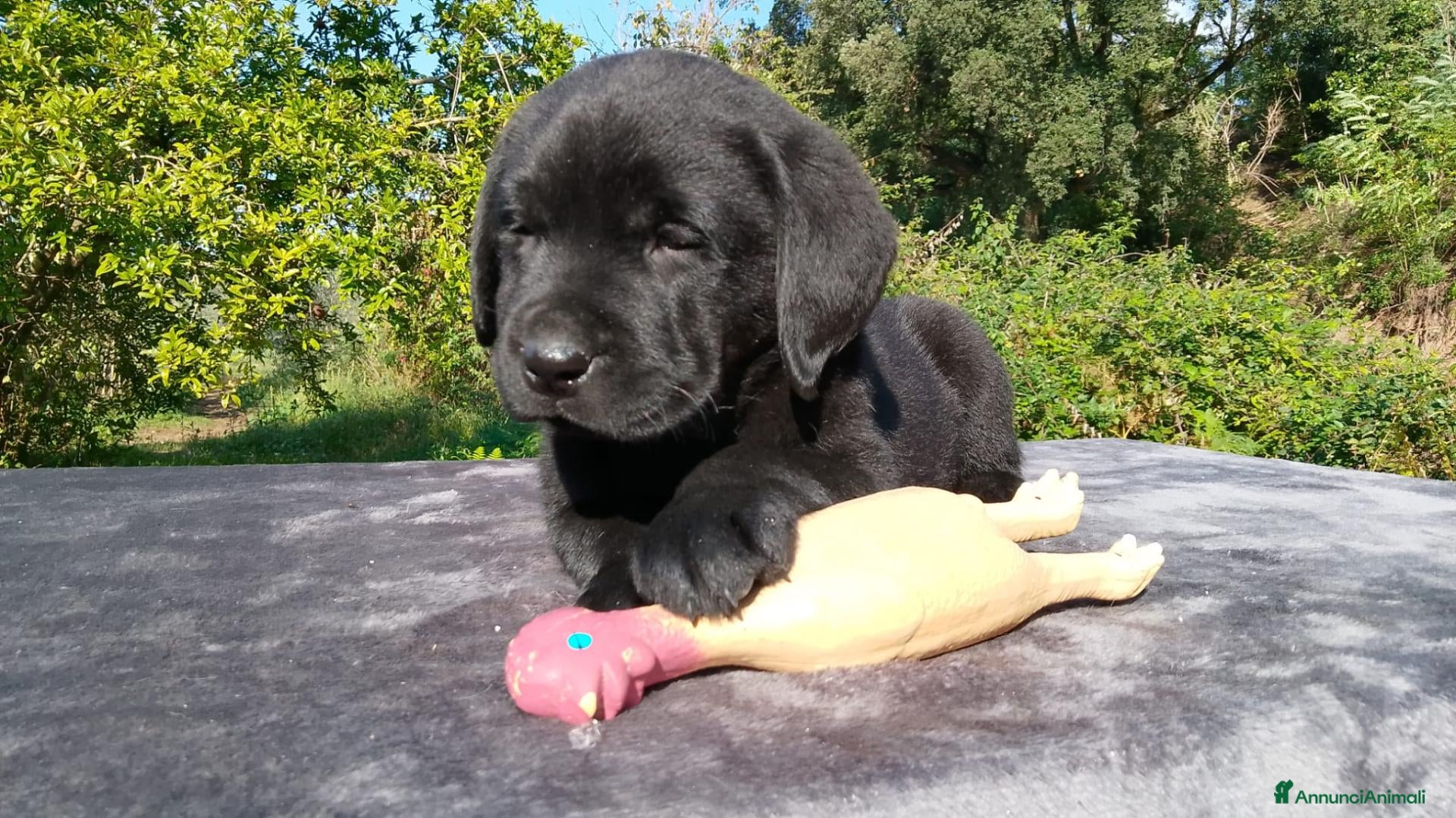 Labrador cani in vendita: Cuccioli labrador  - Annuncio 2