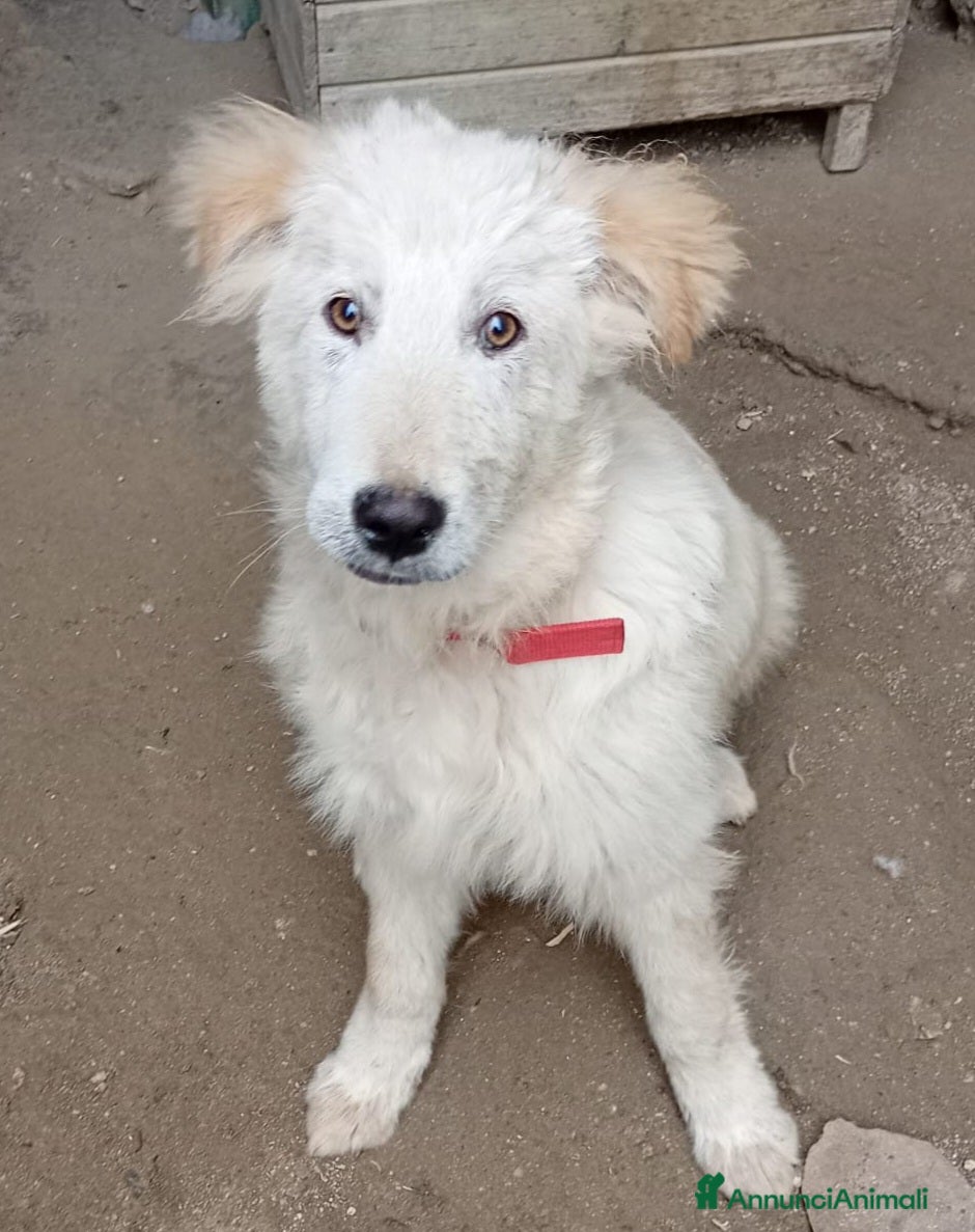 Meticcio gatti AKY MIX GOLDEN/MAREMMANO  - Annuncio 1