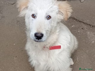 Meticcio gatti AKY MIX GOLDEN/MAREMMANO - Annuncio 1