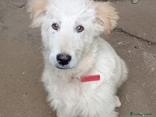 Meticcio gatti AKY MIX GOLDEN/MAREMMANO - Annuncio 23