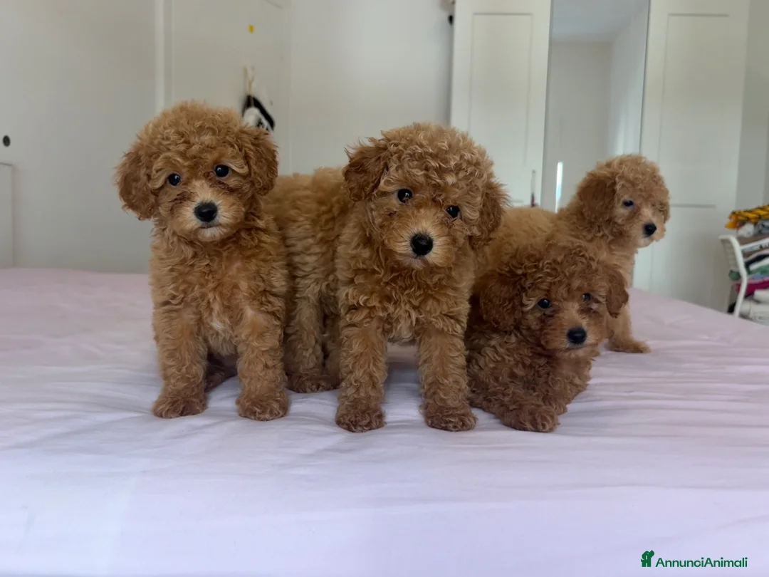 Barboncino Toy cani in vendita: Barboncini Toys a Città metropolitana di Roma Capitale - Annuncio 3