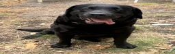 Labrador cani per accoppiamento: blu cerca fidanzata (non vogliamo soldi) - Annuncio 1