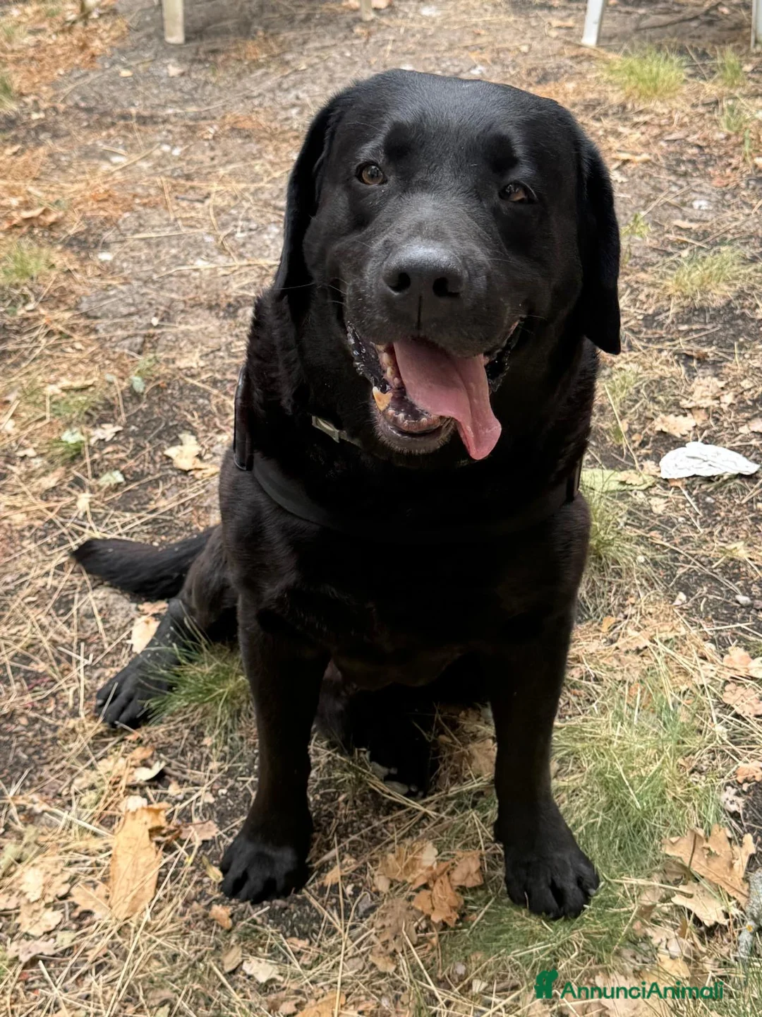 Labrador cani per accoppiamento: blu cerca fidanzata (non vogliamo soldi) - Annuncio 1