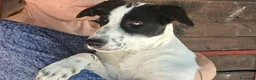 Meticcio cani in regalo: BELINDA STA CERCANDO UNA CASA, IN ADOZIONE - Annuncio 4