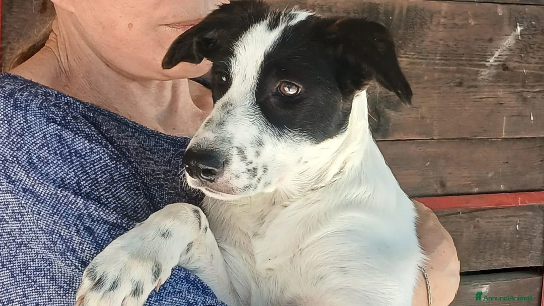 Meticcio cani in regalo: BELINDA STA CERCANDO UNA CASA, IN ADOZIONE - Annuncio 4