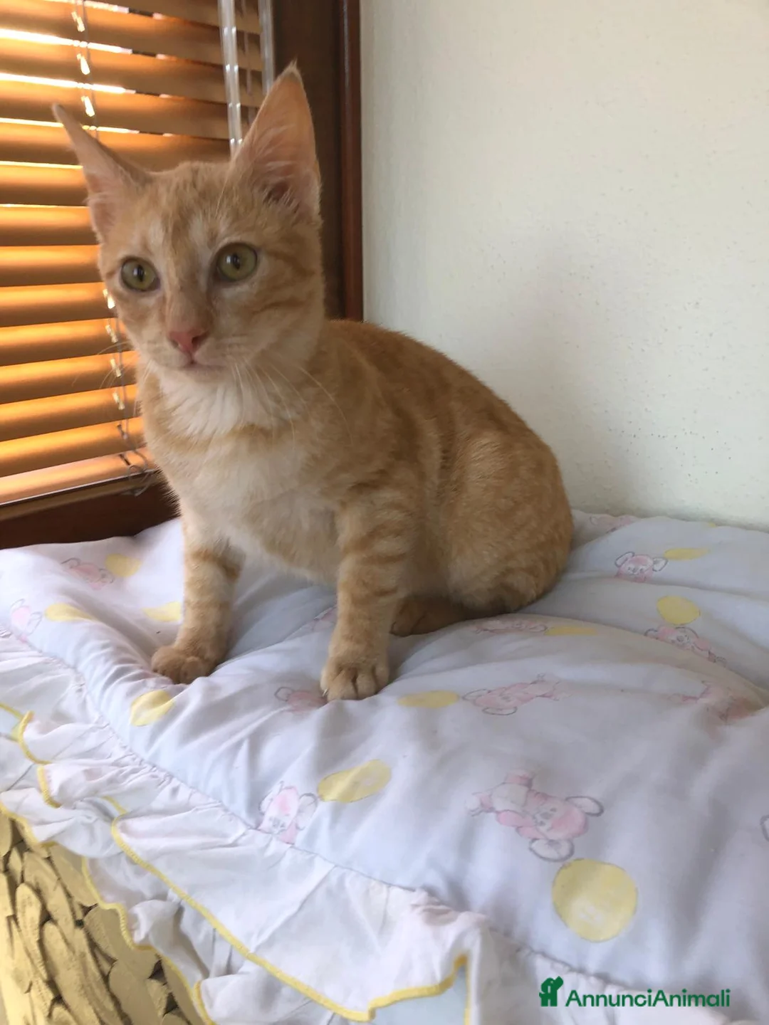 Meticcio gatti in regalo: GATTINO COCCOLONE - Annuncio 14