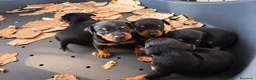 Pinscher Miniatura cani in vendita: Pinsher cuccioli  - Annuncio 10