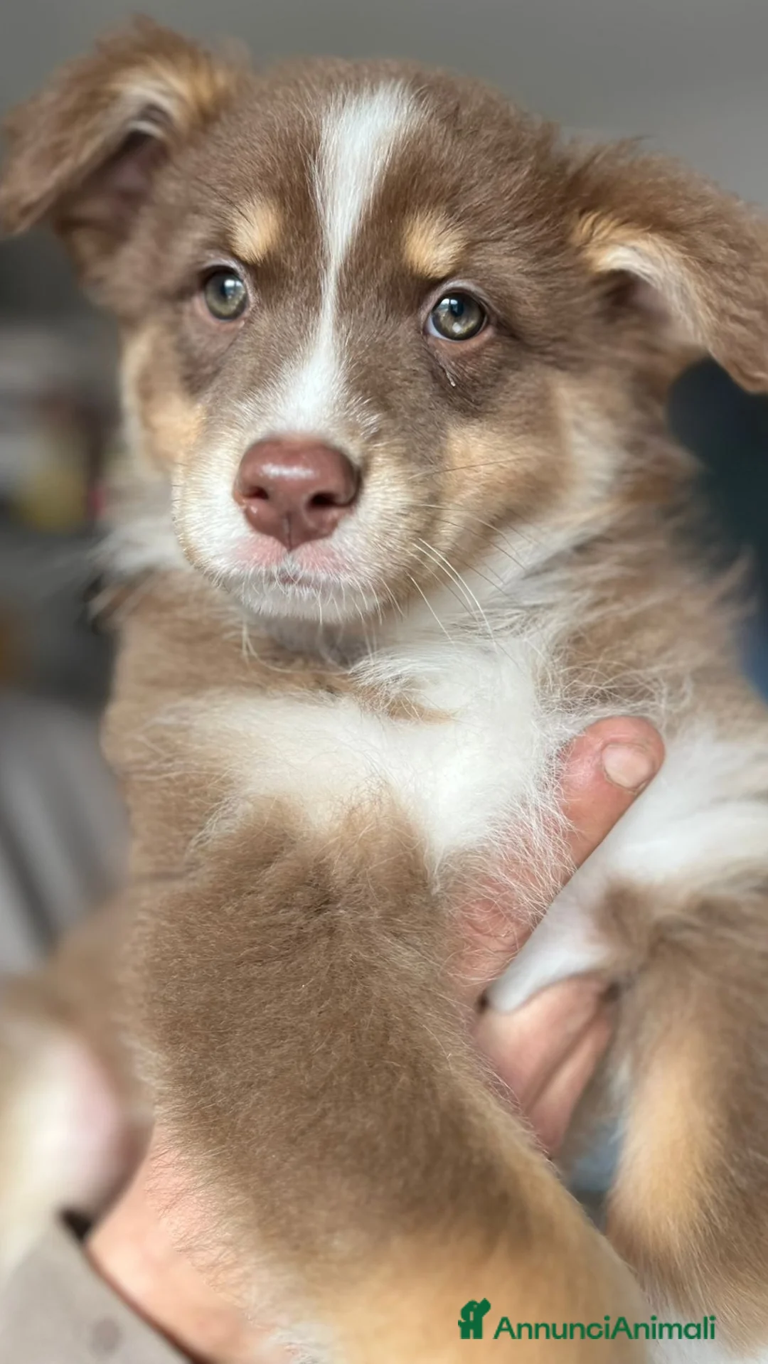 Australian Shepherd cani in vendita: Cucciole pastore australiano  - Annuncio 12
