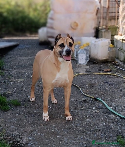 Meticcio cani ADOZIONE DEL CUORE PER AKIRA  a Provincia di Varese - Annuncio 41