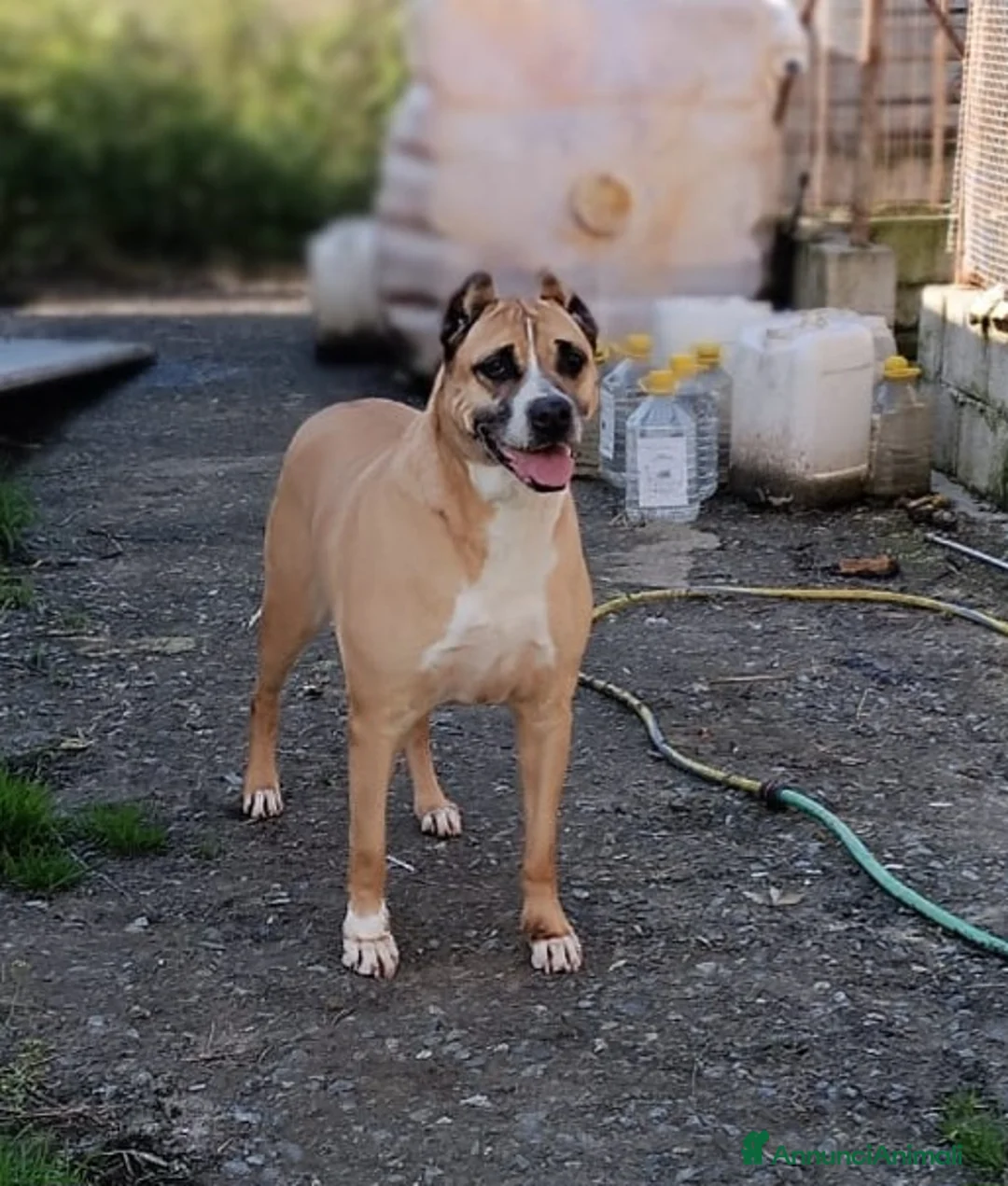 Meticcio cani in regalo: ADOZIONE DEL CUORE PER AKIRA  a Provincia di Varese - Annuncio 1
