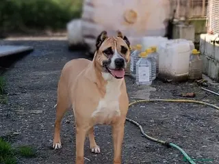 Meticcio cani ADOZIONE DEL CUORE PER AKIRA a Provincia di Varese - Annuncio 41