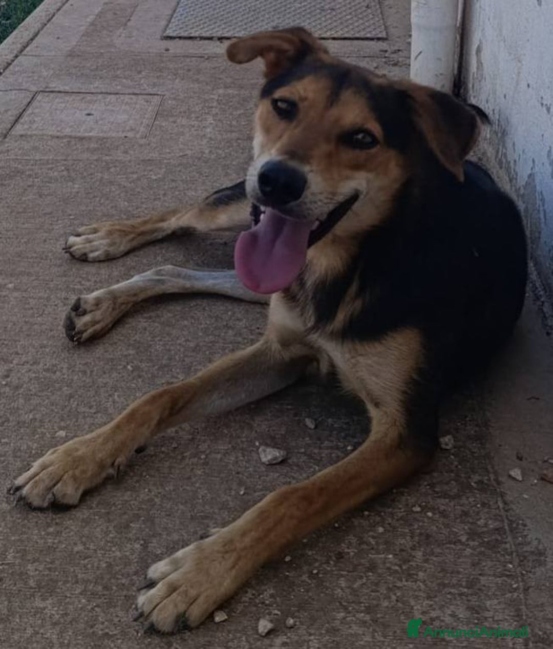 Meticcio cani in regalo: MILO CAGNOLINO PERFETTO - Annuncio 8