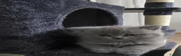 Scottish gatti in vendita: Scottish fold e scottish stright  - Annuncio 2
