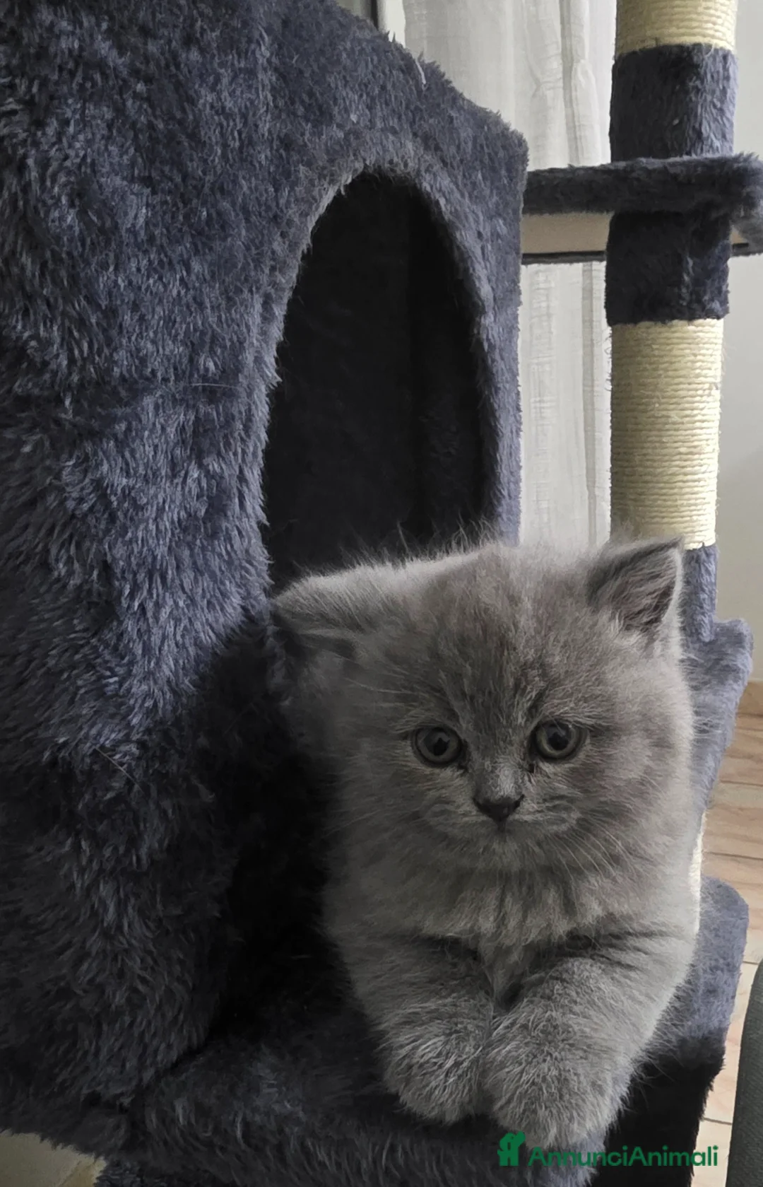 Scottish gatti in vendita: Scottish fold e scottish stright  - Annuncio 2