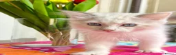 Ragdoll gatti in vendita: cucciolo ragdoll disponibile  - Annuncio 2