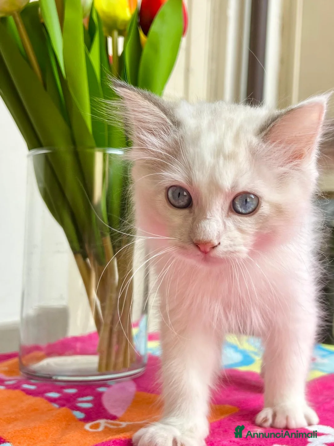 Ragdoll gatti in vendita: cucciolo ragdoll disponibile  - Annuncio 2