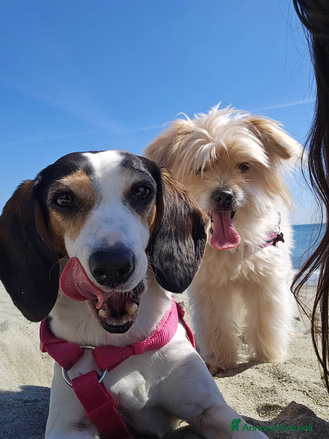 Meticcio cani in regalo: CUCCIOLI BISOGNOSI IN CERCA D'AMORE  a Provincia di Prato - Annuncio 2