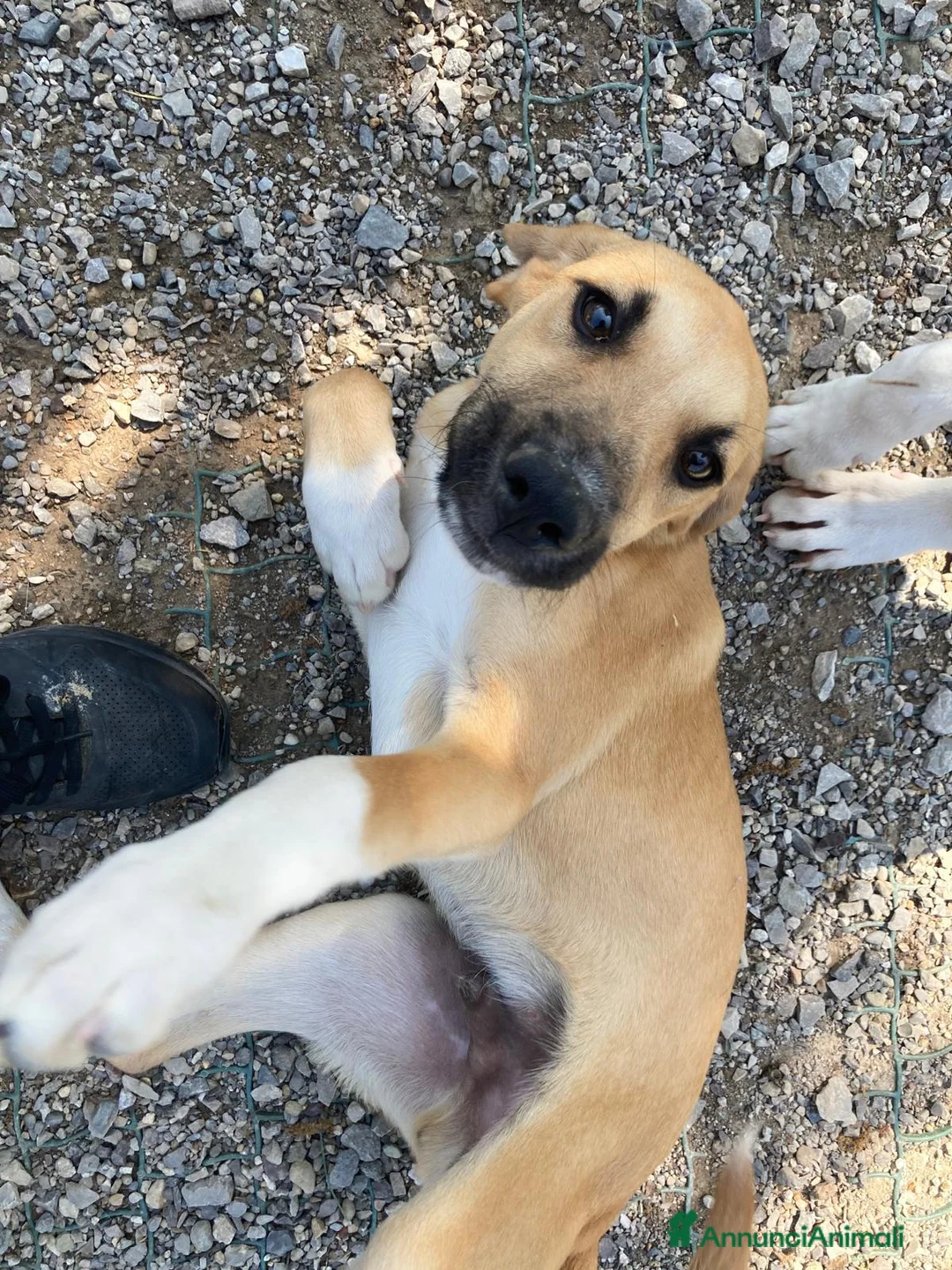 Meticcio cani in regalo: Franck  - Annuncio 2