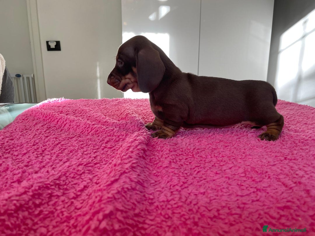 Bassotto cani in vendita: Bassotti Tedeschi Nani a Pelo Corto-Pedigree  - Annuncio 9