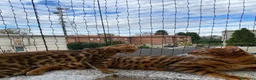Bengala gatti in vendita: Coppia Bengala Con pedigree (Per allevamento) - Annuncio 3