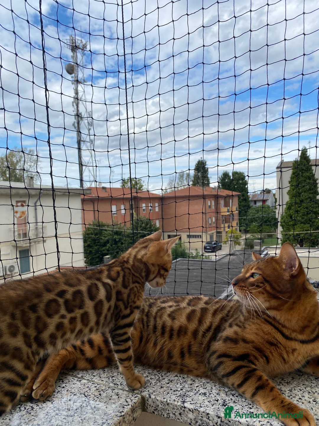 Bengala gatti in vendita: Coppia Bengala Con pedigree (Per allevamento) - Annuncio 3