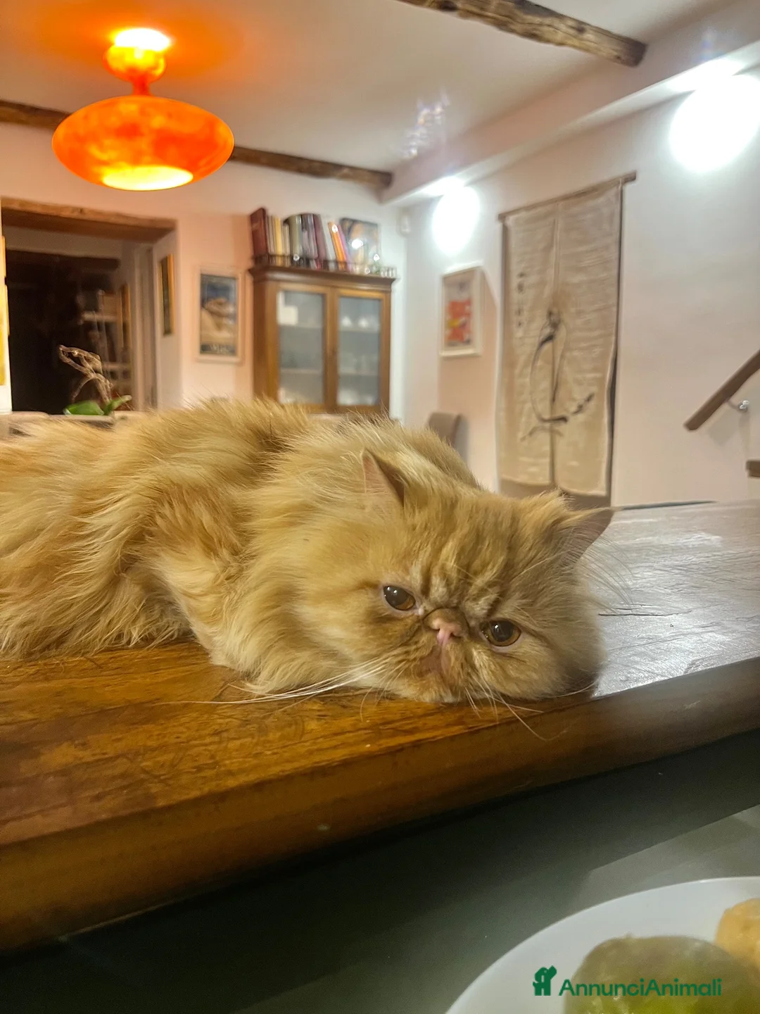 Persiano gatti per accoppiamento: Bellissimo gatto persiano disponibile per monta  - Annuncio 2
