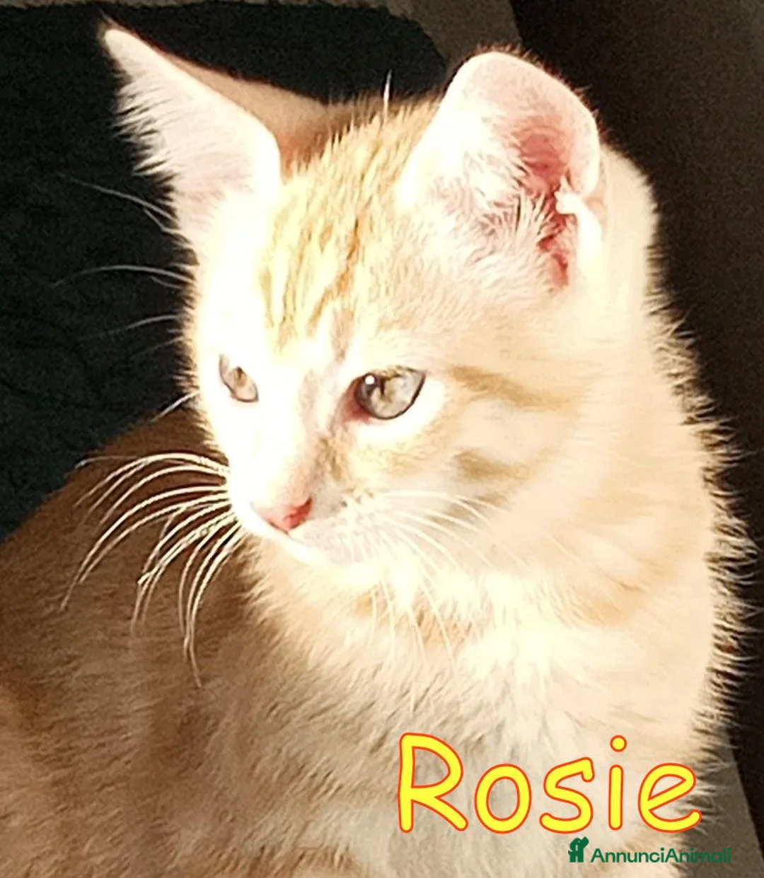 Europeo gatti in regalo: CERCASI CASA PER LA PICCOLA ROSIE!  - Annuncio 3