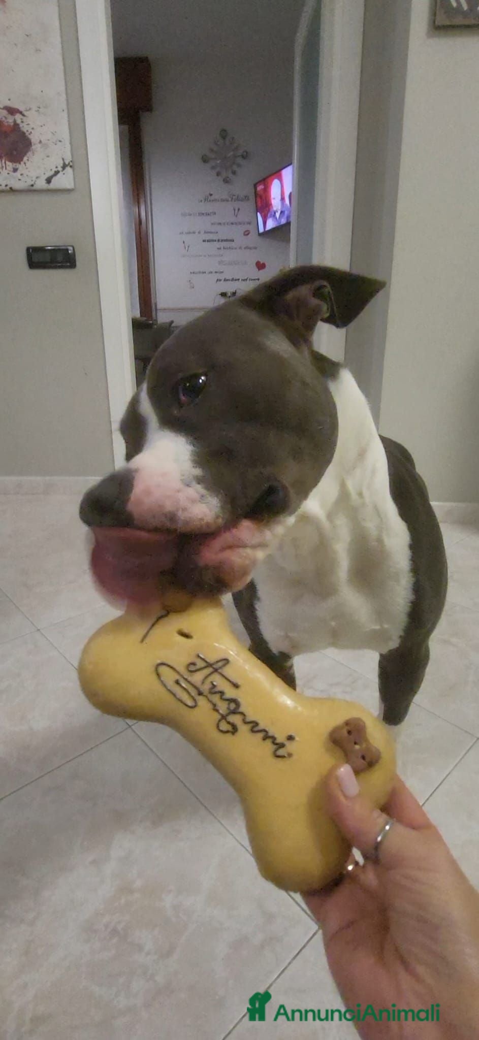 American Staffordshire cani Cerco Amstaff femmina per accoppiamento - Annuncio 39