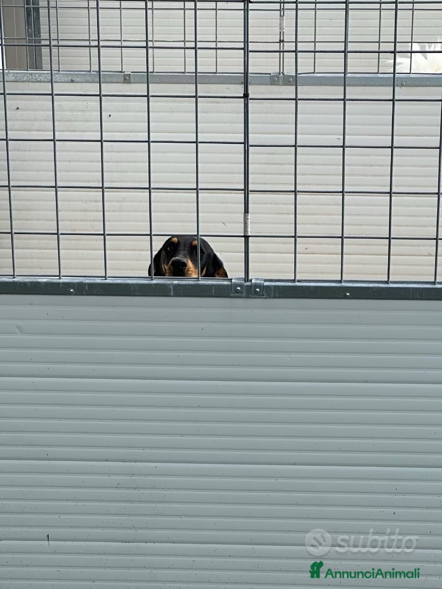 Meticcio cani Pietro  - Annuncio 2