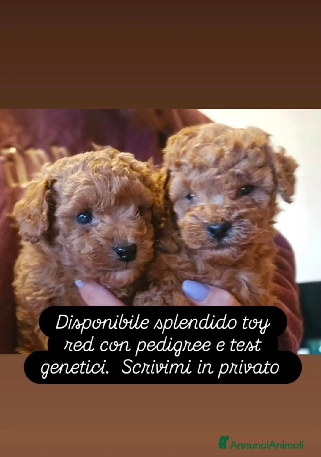 Barboncino Toy cani Splendido barboncino toy red - Annuncio 5