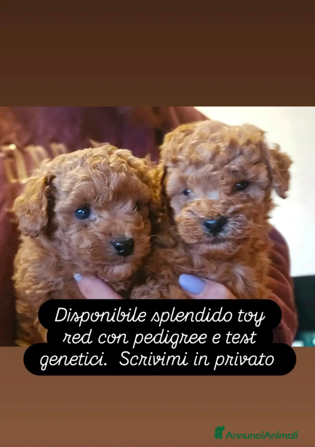 Barboncino Toy cani in vendita: Splendido barboncino toy red - Annuncio 1