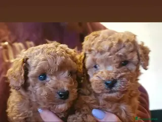 Barboncino Toy cani Splendido barboncino toy red - Annuncio 5