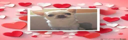 Chihuahua cani per accoppiamento: chihuahua per monta - Annuncio 1