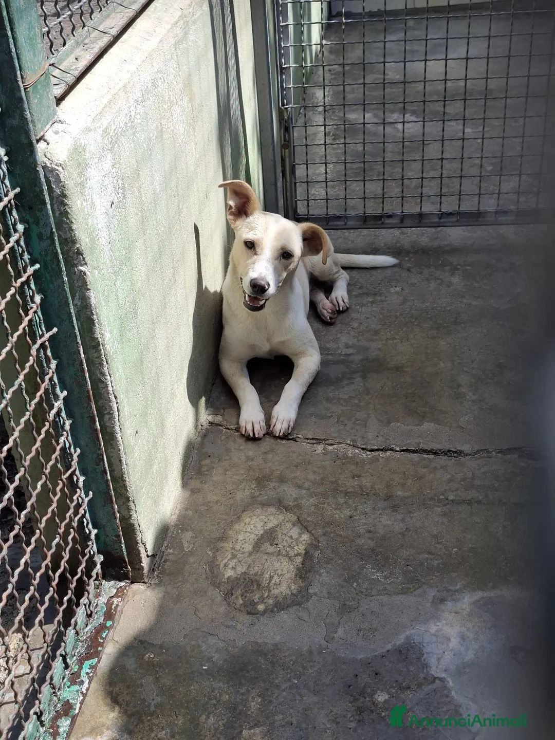 Meticcio cani in regalo: Leo dolcissimo cagnolino taglia piccola  a Provincia di Caserta - Annuncio 5