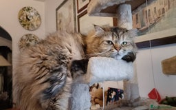 Persiano gatti in vendita: Gattini persiani normotipo Chinchilla  a Provincia di Modena - Immagine 17