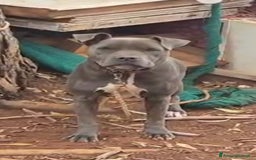 Pitbull cani in regalo: SOS adozione ATHENA 2 anni Pit Bull Terrier - Annuncio 1