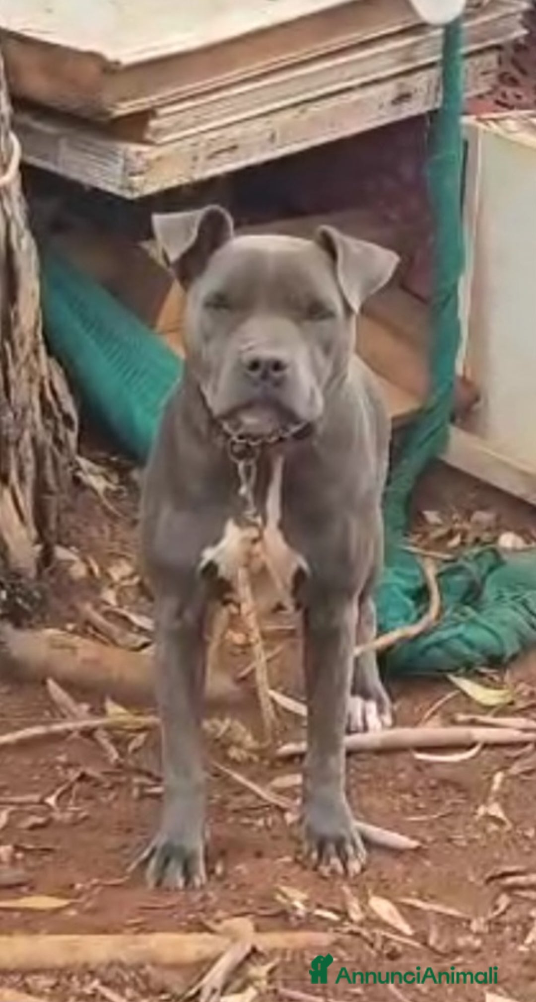 Pitbull cani in regalo: SOS adozione ATHENA 2 anni Pit Bull Terrier - Annuncio 1